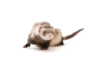 Ferret  isolated