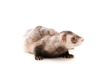 Ferret  isolated
