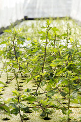 Fototapeta na wymiar White Mugwort grow in hydroponic system