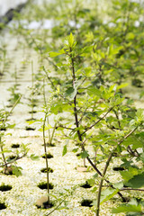 White Mugwort grow in hydroponic system