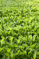Garland Chrysanthemum glow in hydroponics system