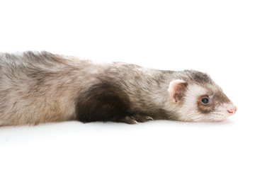 Fototapeta premium Ferret isolated