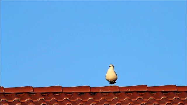 M&ouml;we sitzt allein auf rote Dachziegeln