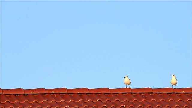 Möwen sitzen auf Dachziegeln und fliegen davon