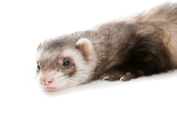 Ferret  isolated