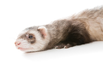 Obraz premium Ferret isolated