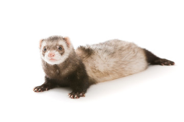 Ferret  isolated