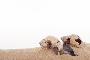 Wellhornschneckenhaus auf Sand vor weissem Hintergrund