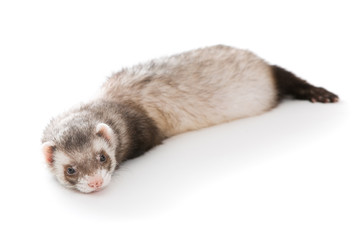 Ferret  isolated