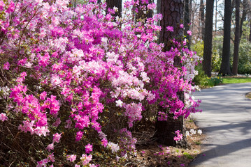 Azalea Path