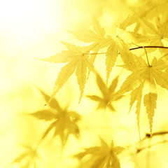 Fototapeta na wymiar Golden sunny blurred leaves background