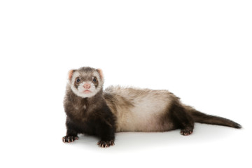 Ferret  isolated