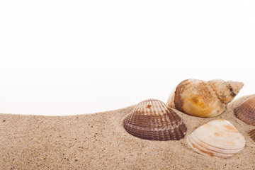 Wellhornschneckenhaus auf Sand vor weissem Hintergrund