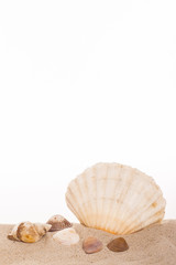 Jacobsmuschel im Sand vor weissem Hintergrund