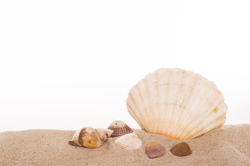 Jacobsmuschel im Sand vor weissem Hintergrund