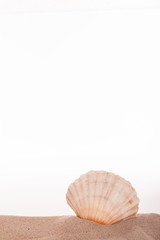 Jacobsmuschel im Sand vor weissem Hintergrund