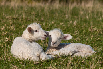 newborn lambs on grass