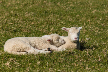 two basking lambs