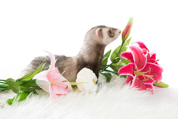 Ferret  isolated