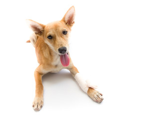 Elastic bandage on puppy's leg - 76878734