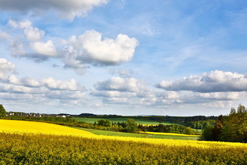 Obraz premium Rapsblüte