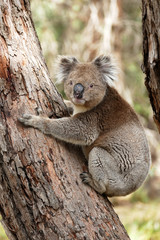 Koala bear Australia