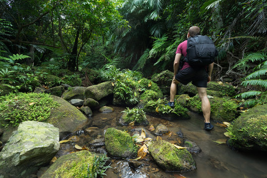 Man trekking through dense lush green tropical Jungle