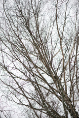 beautiful snowy winter landscape with trees