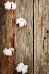 cotton organic plant buds closeup wooden background top view