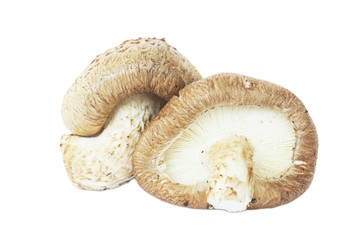 Shiitake Mushroom