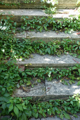 stairs and vine - 13