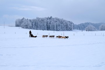 Chiens de traîneaux