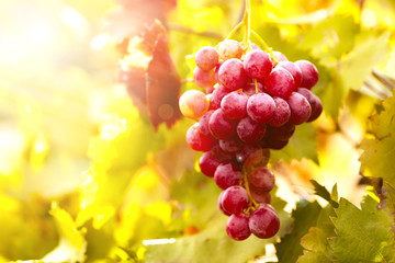 Bunches of ripe grape on plantation closeup