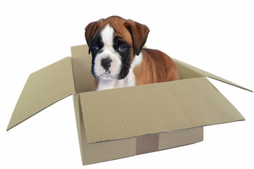 Boxer 360