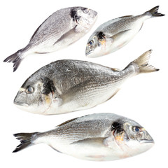Collage of fresh dorado fish, isolated on white