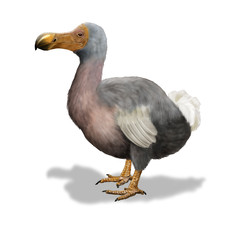 Dodo © nicolasprimola