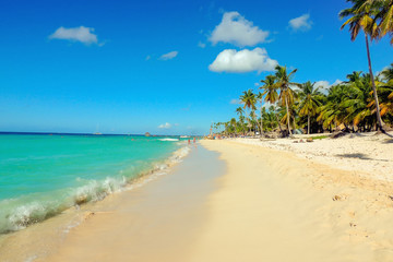 Exotic caribbean sandy beach with tall palm trees