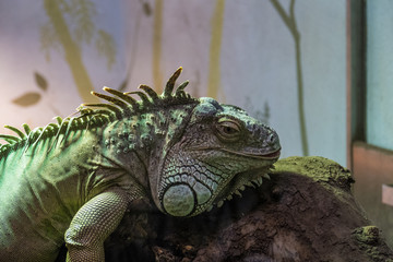 Lizzard