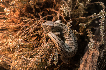 Lizzard