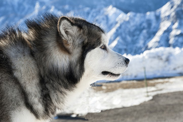 Alaskan Malamute