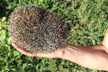 Hedgehog in a hand