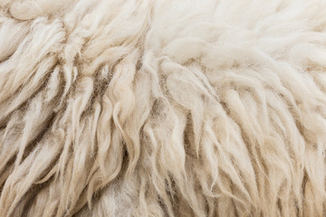 Wool sheep closeup