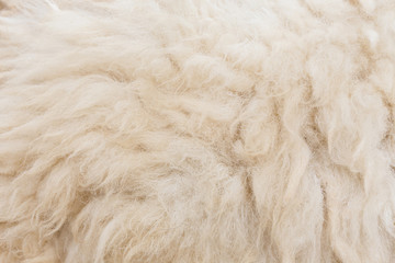 Wool sheep closeup