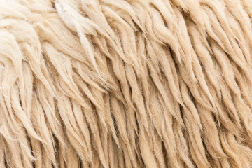 Wool sheep closeup
