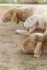 Obraz premium Sheep in farm