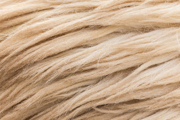 Wool sheep closeup