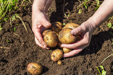 Female hands harvesting fresh potatoes from soil