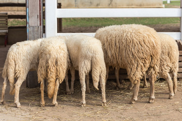 Sheep in farm