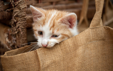 Cat in bag