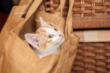 Cat in bag
